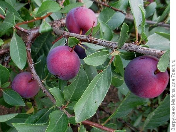 Сливо-вишня