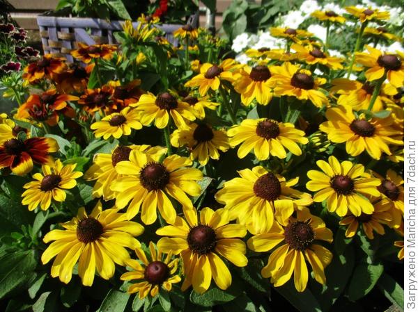 Рудбекия Тото