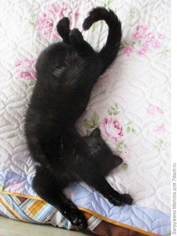 Уголек - гимнаст