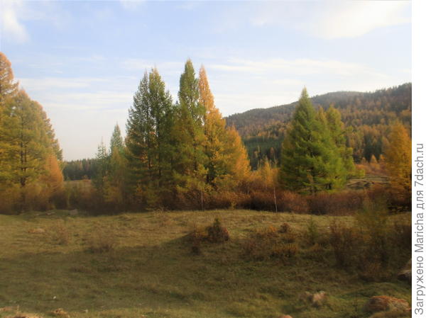 Лес