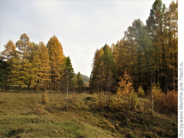 Лес