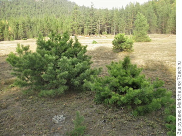 Сосенки