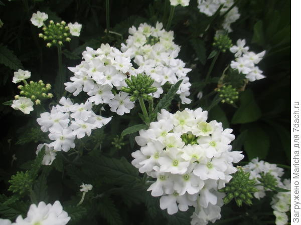 Вербена (фото только белой)