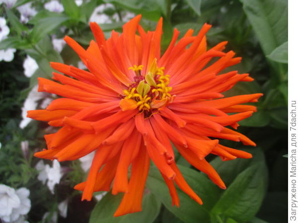 цинния куктусовидная