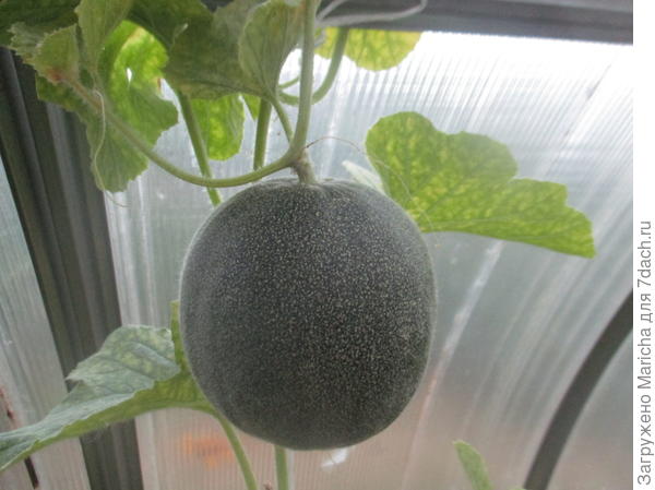 Дыня Сладкоежка