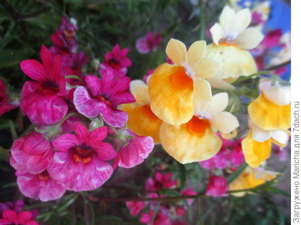 немезия Лесные эльфы