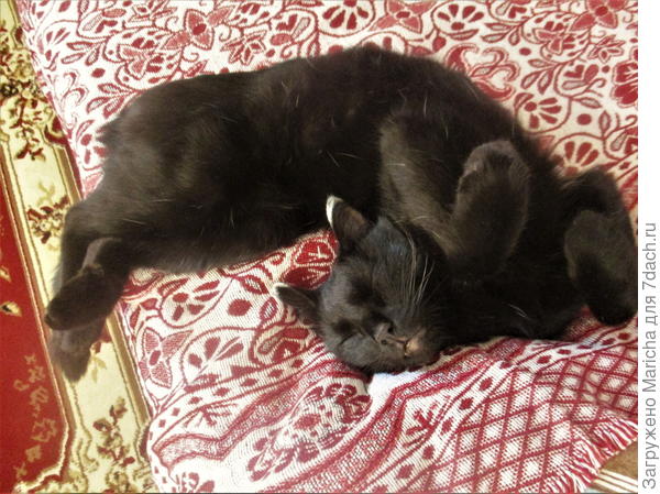 И решили, что Уголек в качестве подарка покажет тебе новый недавно разученный трюк!