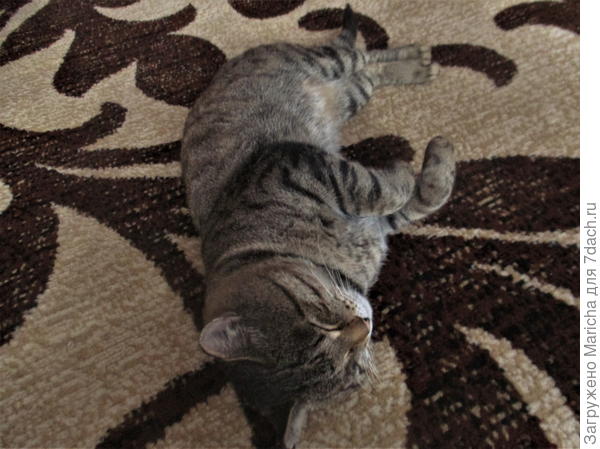 Сейчас еще лежебоку-Барсика разбужу - и бежим все к тебе!