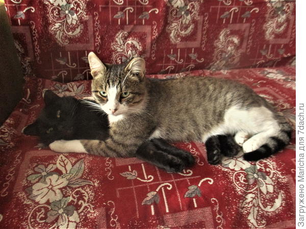 Я уже и Уголька разбудил.