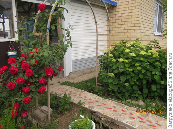 роза плетистая и гортензия древовидная