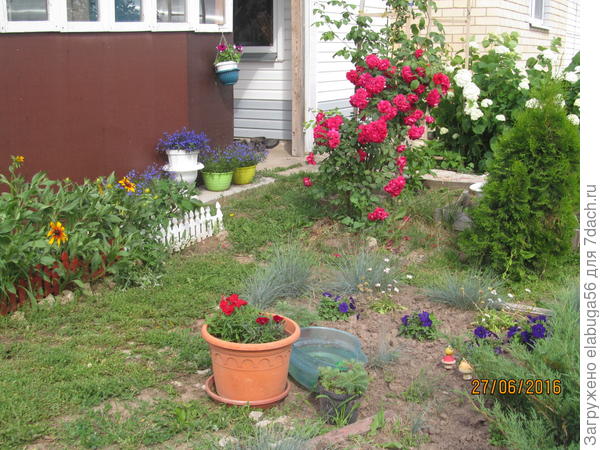 голубая лобелия в горшочках