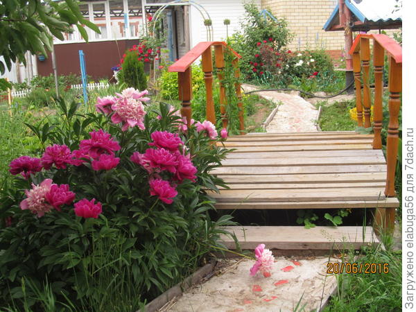 пионы у мостика