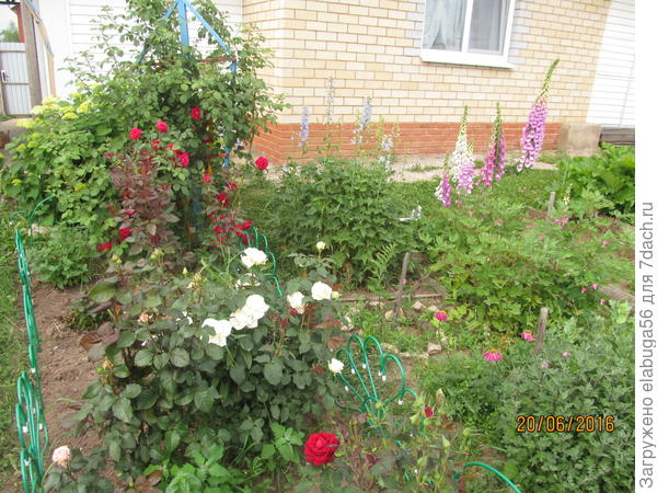 розы, наперстянка и отцветает делбфиниум