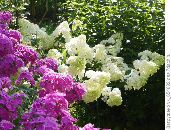 Гортензия