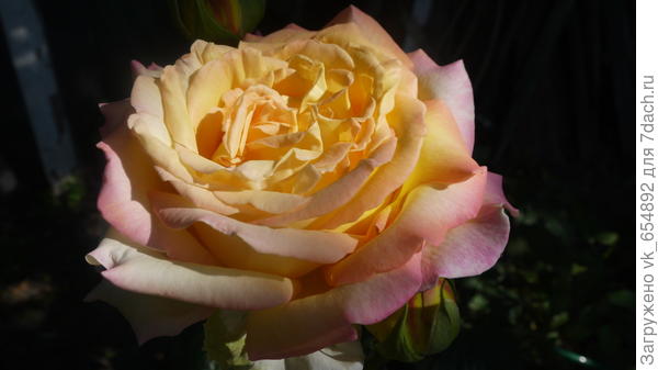 Роза Глория Дей