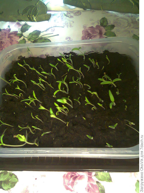 Рассада помидоров 1