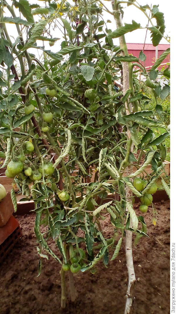 на этом 32 завязи - не поленилась посчитать) 02.07.2017