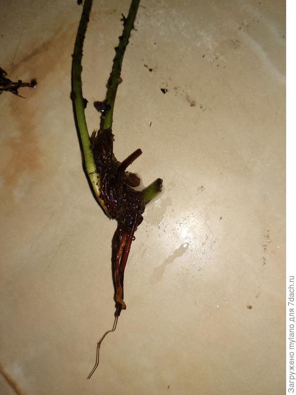 Заказ 6822, Гигантелла!