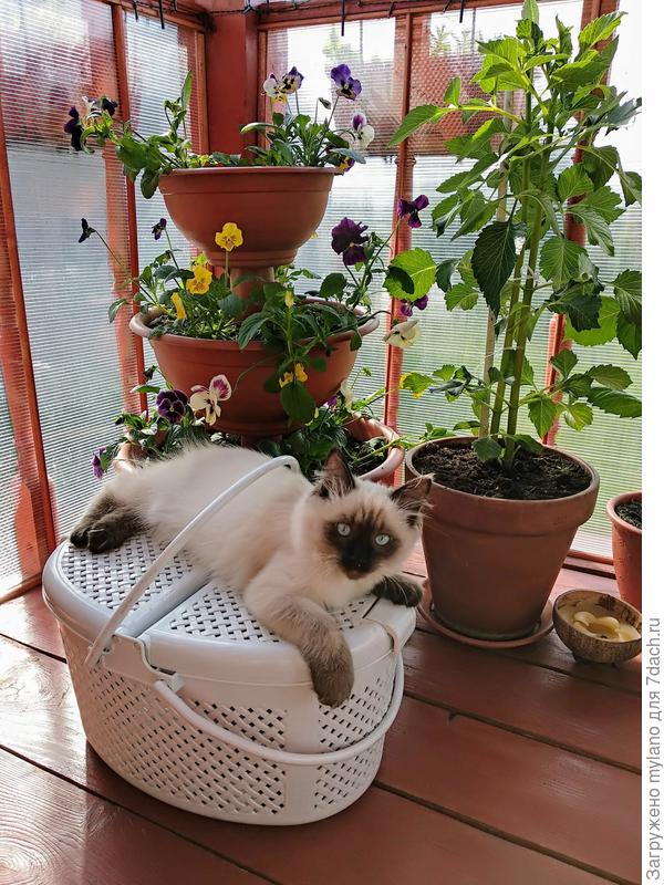 Прошлогодний Тема, прошлогодние виолки :)