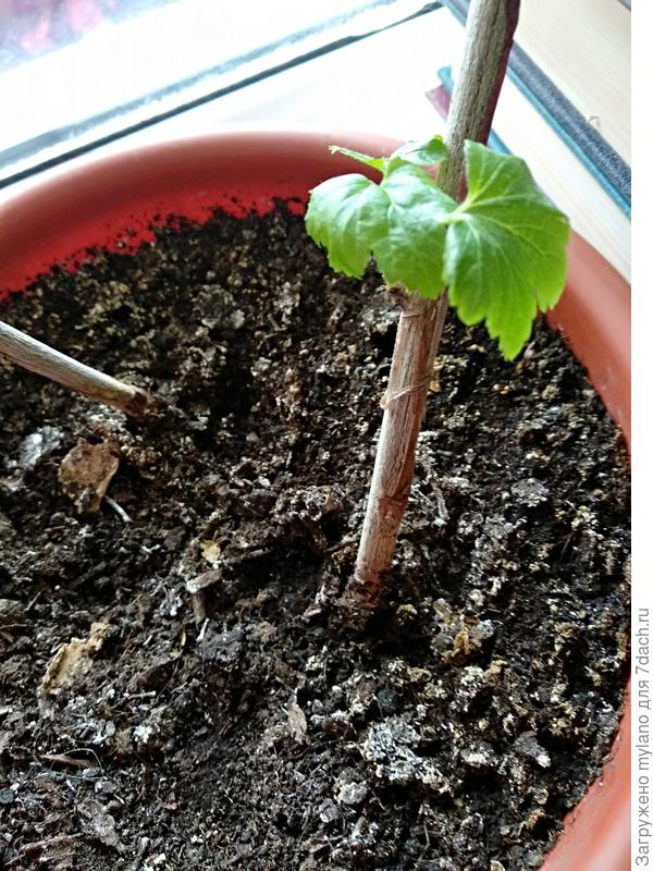 Перезимовали!