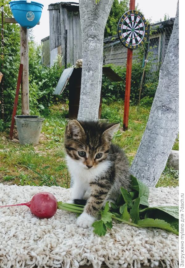 Соседка в гости заглянула :) лето 2018