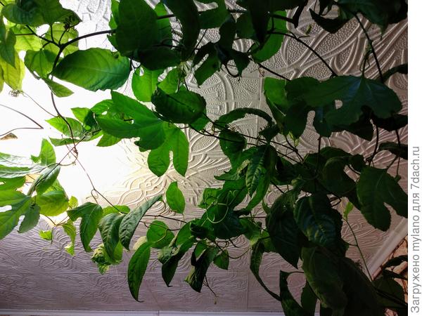 Из черенков, укорененных прошлым летом.