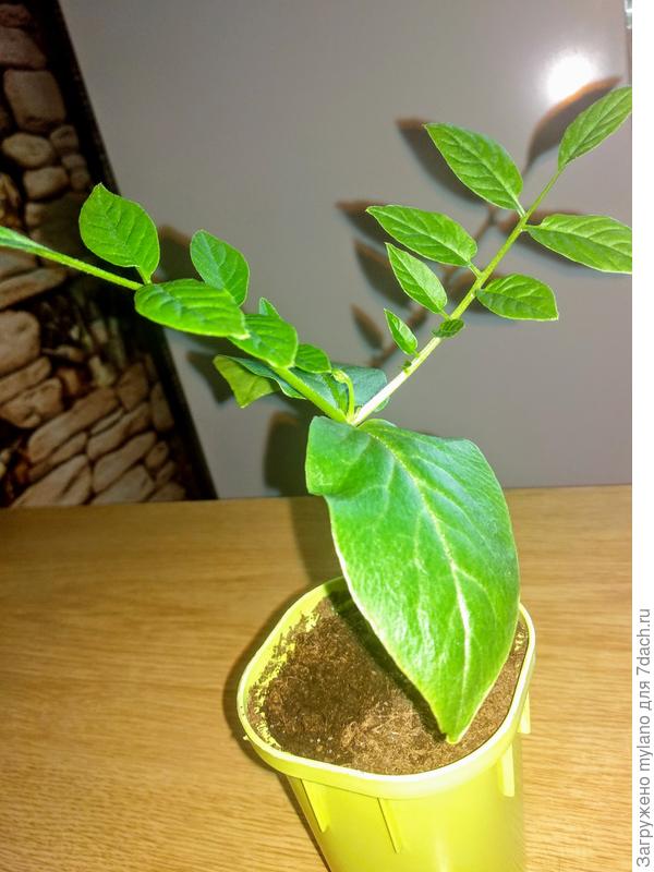 краса ненаглядная