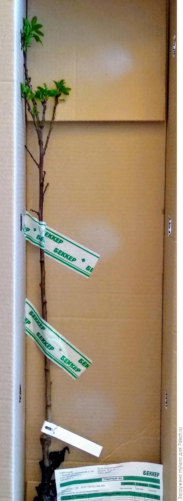 Персик, присланный на замену.