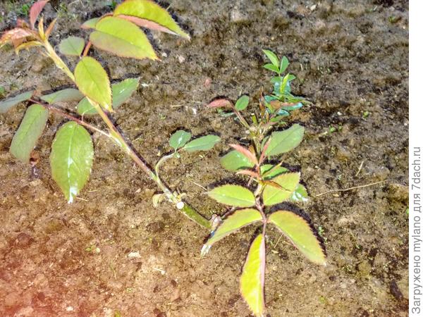 На нашем участке впервые поселились розы. Одну пришлось заменить по гарантии. Через 30 дней после посадки.