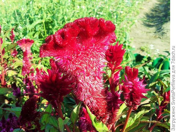 Петушок гребенчатый,целозия