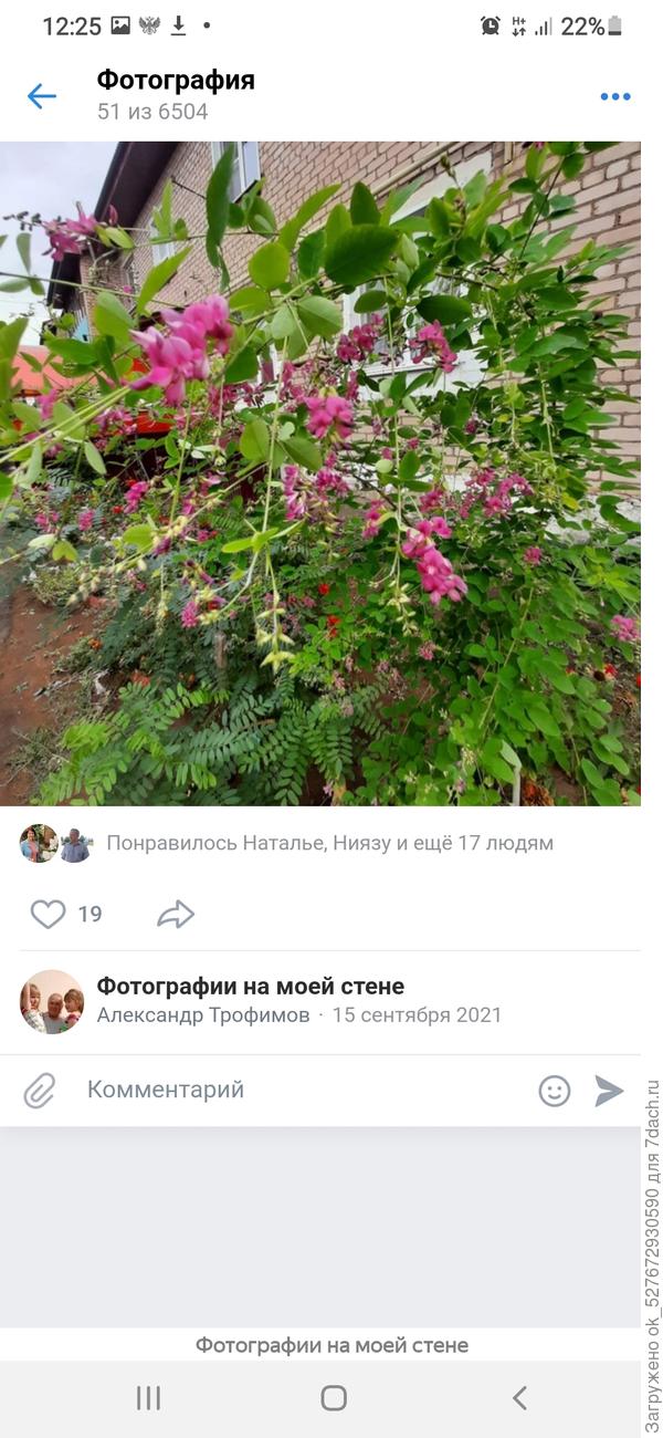 Леспедеца