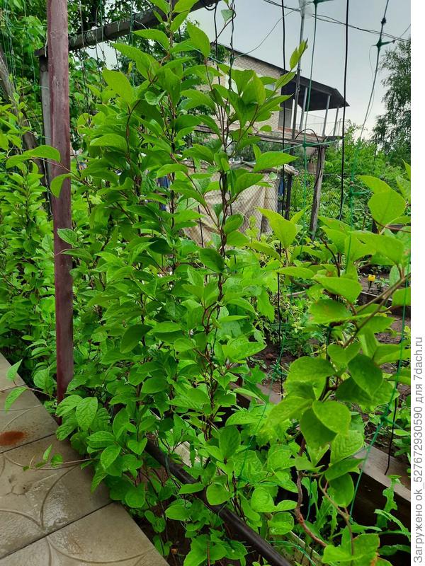 Лимонник китайский