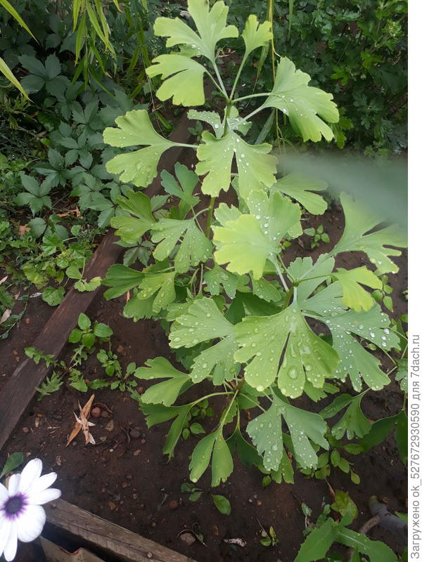 Гинко билоба