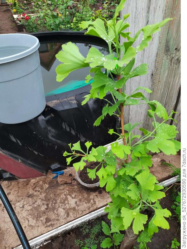 Гинко билоба