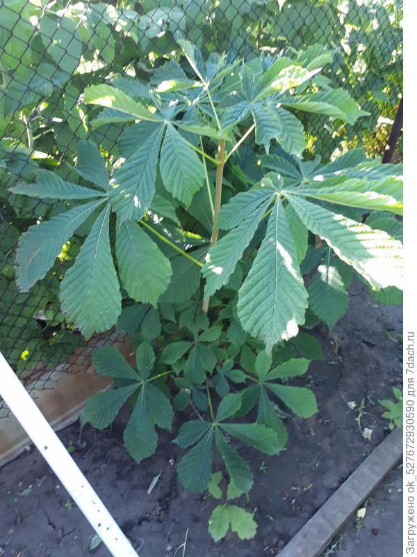 Каштан конский