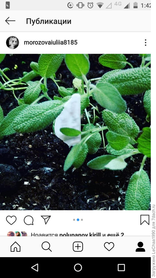 Шалфей в марте 2019