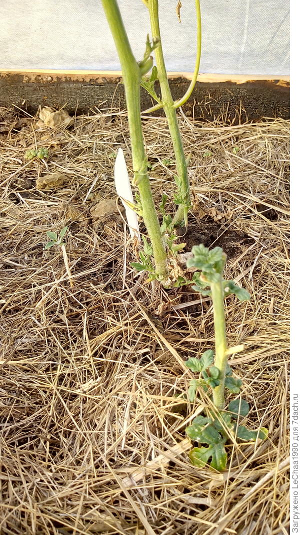 Убиты жарой, но готовые к новому этапу.