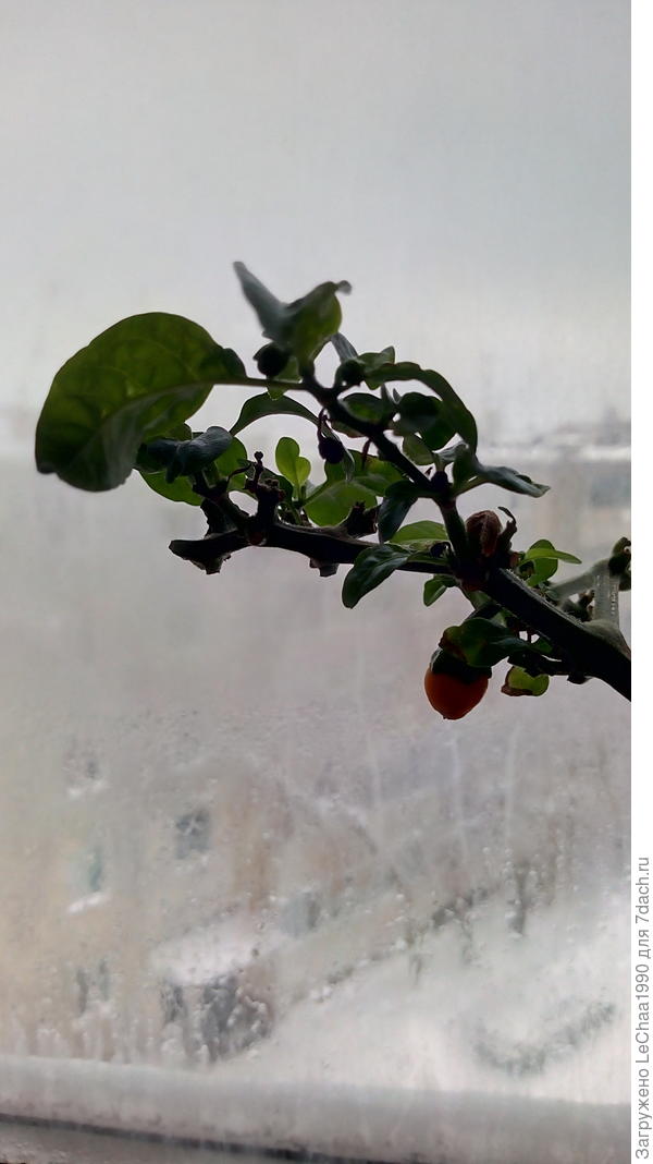 Перчик прошлой зимой после тотального обгорания в июле.