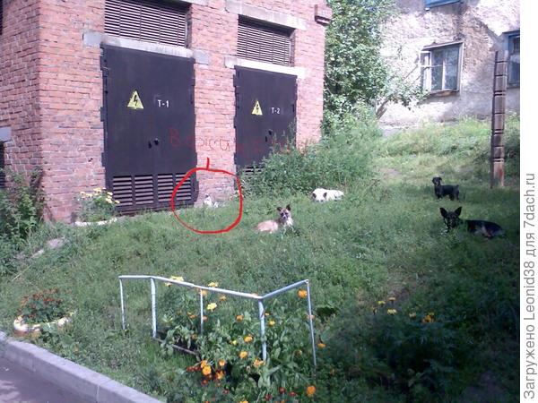 Снимок сделал в Иркутске, стая собак грелась на солнце, вместе с котом.