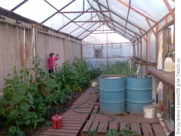 У меня трапики из рейки, пропитаные пропиткой. От заморозков помогает стена, которая выполняет роль тепло-аккумулятора и вода в бочках.