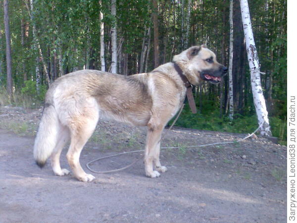 Загря. средне-азиат.