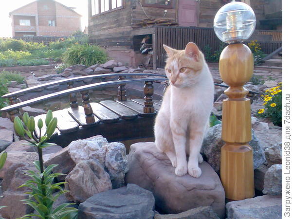 Масяня был любимцем. Умный, очень ласковый, жаль, пропал. Коты долго не живут в доме, а кошка мать его до сих пор с нами Муся. Коты котуют-гуляют, кошки всегда дома.