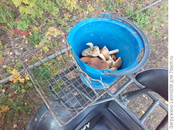 В основном подберезовики и подосиновики