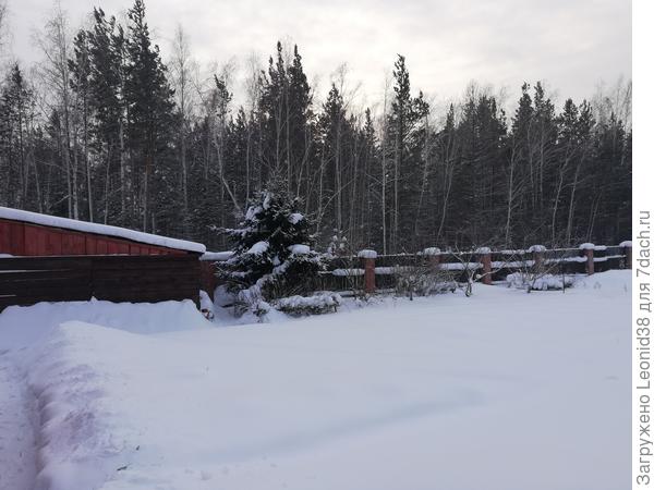 на общем фоне, видно елку в дворе растет