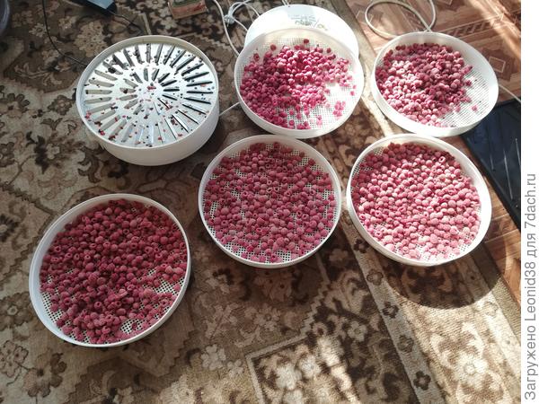 насушил много ягоды