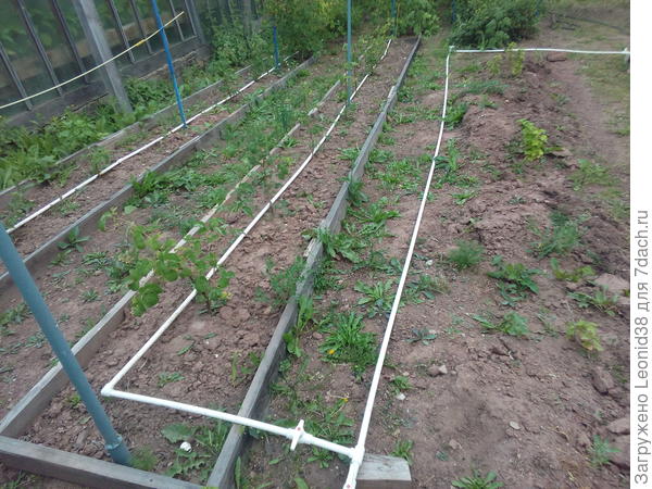 я для малины капельный полив сделал из труб ПВХ