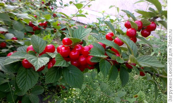 войлочная вишня