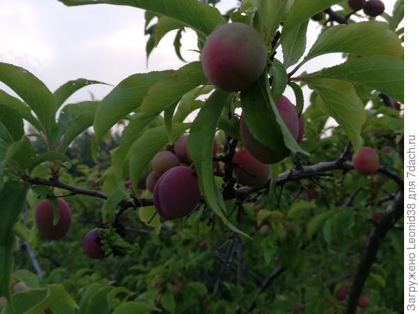 сливы много разных сортов