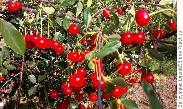 вишня двух сортов