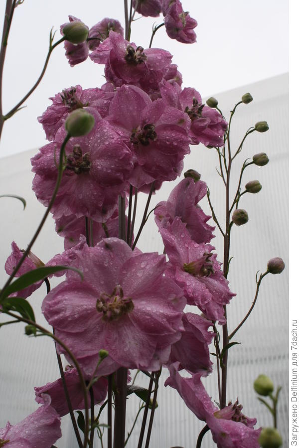 дельфиниум